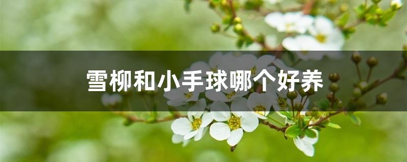 雪柳和小手球哪个好养 雪柳和小手球哪个好养