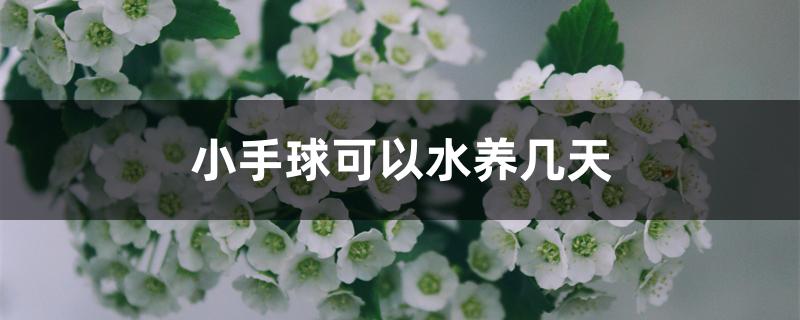 小手球可以水养几天 小手球可以水养几天