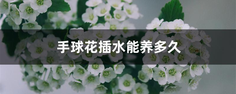 手球花插水能养多久 手球花插水能养多久