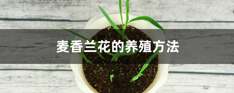 麦香兰花的养殖方法 麦香兰花的养殖方法