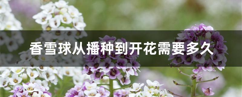 香雪球从播种到开花需要多久 香雪球从播种到开花需要多久