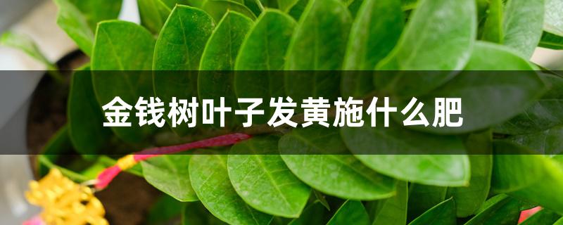 金钱树叶子发黄施什么肥 金钱树叶子发黄施什么肥