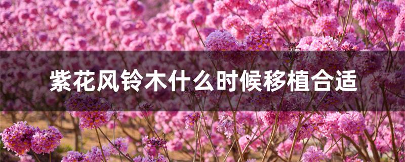 紫花风铃木什么时候移植合适 紫花风铃木什么时候移植合适