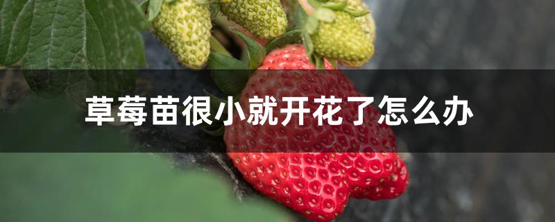 草莓苗很小就开花了怎么办 草莓苗很小就开花了怎么办