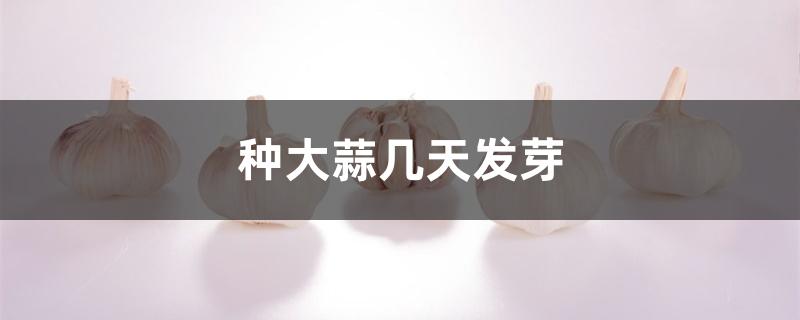 种大蒜几天发芽 种大蒜几天发芽