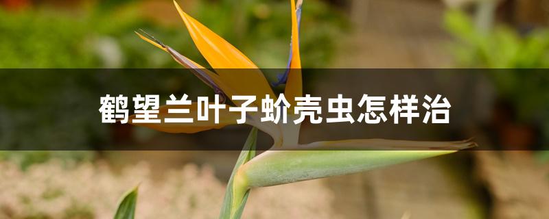 鹤望兰叶子蚧壳虫怎样治 鹤望兰叶子蚧壳虫怎样治
