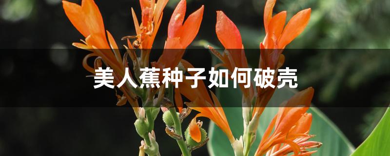 美人蕉种子如何破壳 美人蕉种子如何破壳