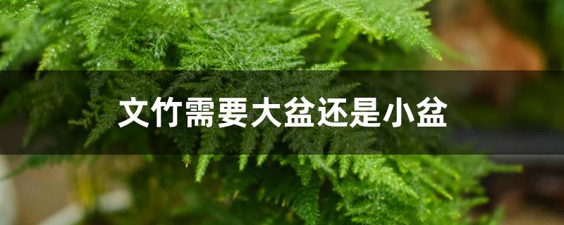 文竹需要大盆还是小盆 文竹需要大盆还是小盆
