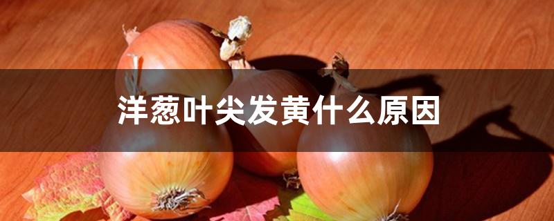 洋葱叶尖发黄什么原因 洋葱叶尖发黄什么原因