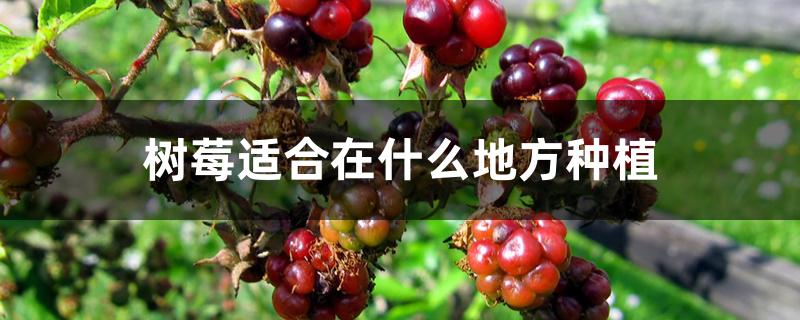 树莓适合在什么地方种植 树莓适合在什么地方种植