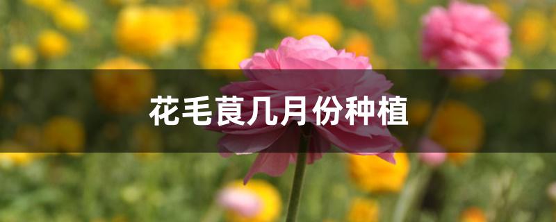 花毛茛几月份种植 花毛茛几月份种植