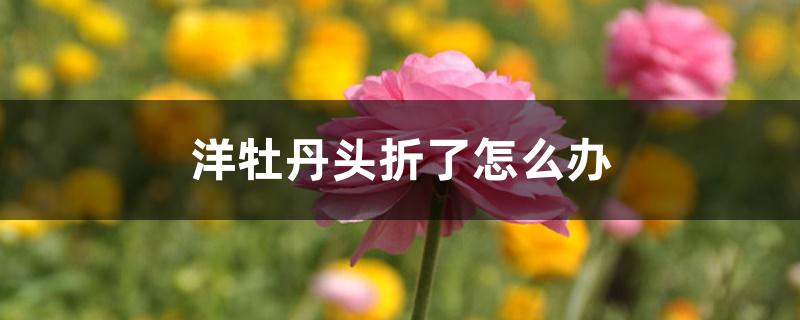 洋牡丹头折了怎么办 洋牡丹头折了怎么办