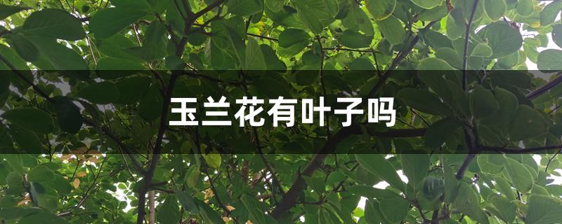 玉兰花有叶子吗 玉兰花有叶子吗