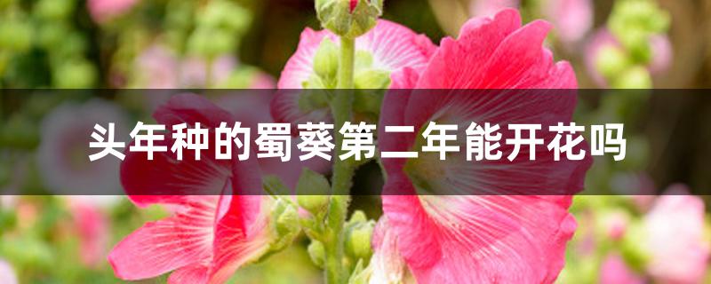 头年种的蜀葵第二年能开花吗 头年种的蜀葵第二年能开花吗