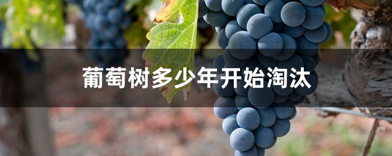 葡萄树多少年开始淘汰 葡萄树多少年开始淘汰