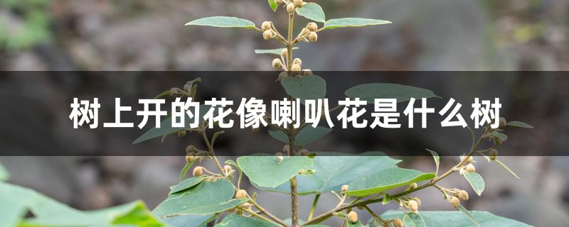 树上开的花像喇叭花是什么树 树上开的花像喇叭花是什么树