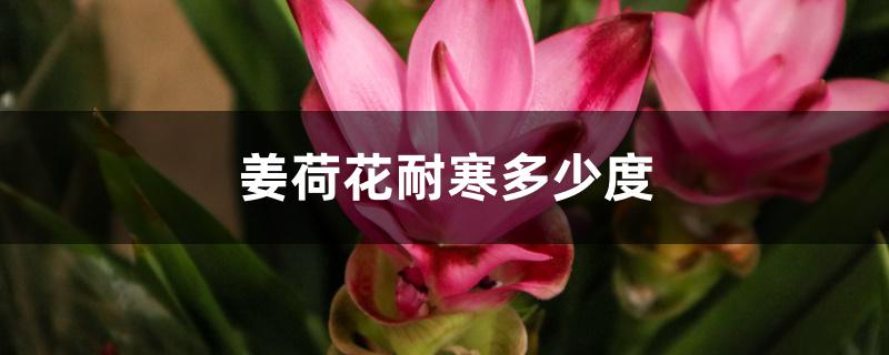 姜荷花耐寒多少度 姜荷花耐寒多少度