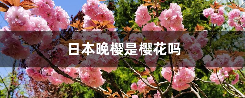 日本晚樱是樱花吗 日本晚樱是樱花吗
