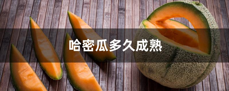 哈密瓜多久成熟 哈密瓜多久成熟