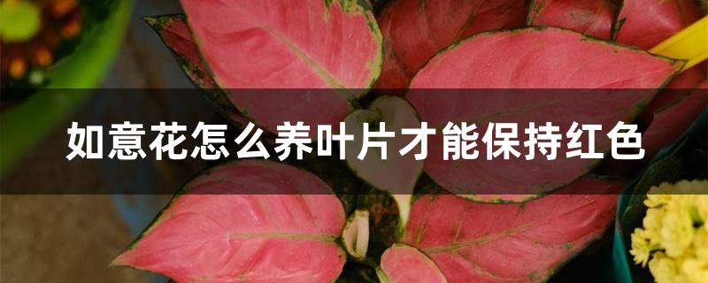 如意花怎么养叶片才能保持红色 如意花怎么养叶片才能保持红色