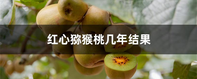 红心猕猴桃几年结果