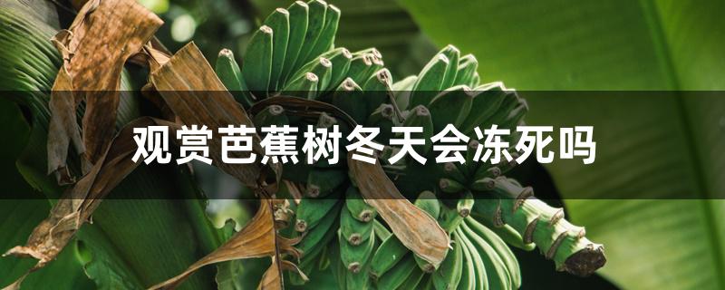 观赏芭蕉树冬天会冻死吗 观赏芭蕉树冬天会冻死吗