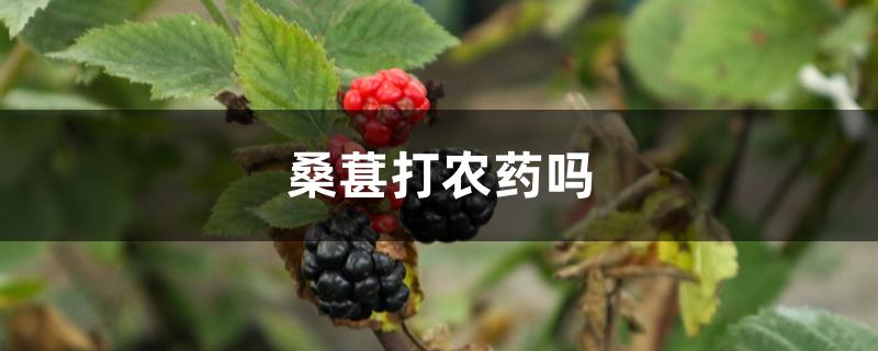 桑葚打农药吗 桑葚打农药吗