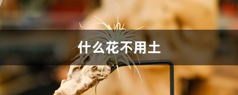 什么花不用土 什么花不用土