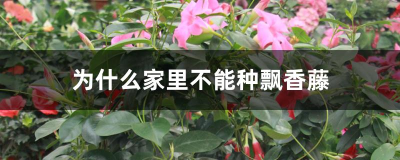 为什么家里不能种飘香藤 为什么家里不能种飘香藤