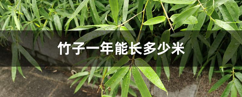 竹子一年能长多少米 竹子一年能长多少米