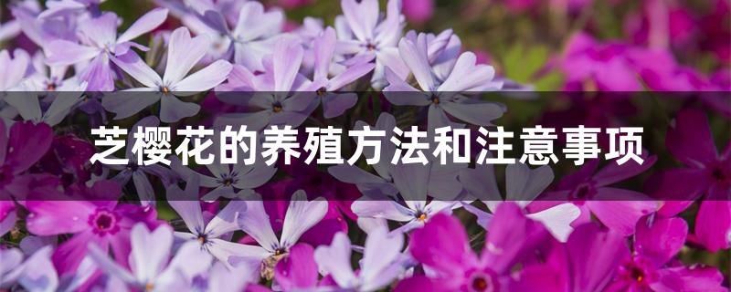 芝樱花的养殖方法和注意事项 芝樱花的养殖方法和注意事项