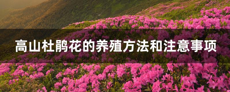 高山杜鹃花的养殖方法和注意事项 高山杜鹃花的养殖方法和注意事项