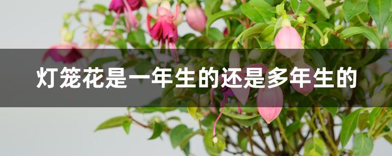 灯笼花是一年生的还是多年生的 灯笼花是一年生的还是多年生的