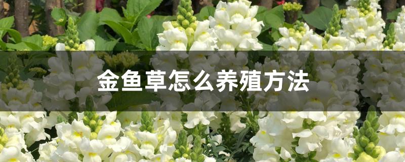金鱼草怎么养殖方法 金鱼草怎么养殖方法