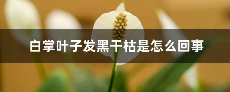 白掌叶子发黑干枯是怎么回事 白掌叶子发黑干枯是怎么回事