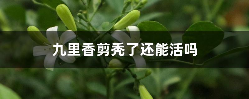 九里香剪秃了还能活吗 九里香剪秃了还能活吗