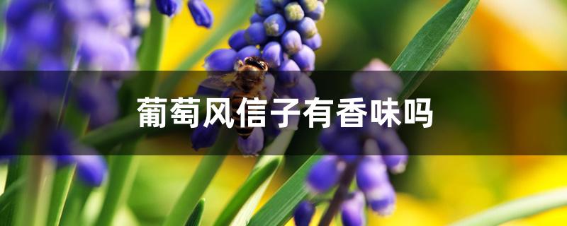 葡萄风信子有香味吗 葡萄风信子有香味吗