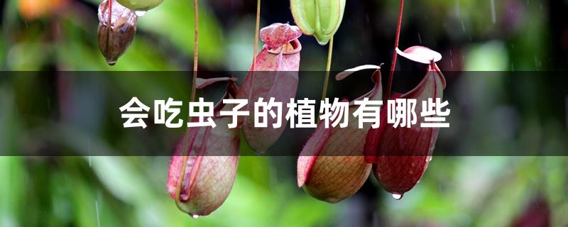 会吃虫子的植物有哪些 会吃虫子的植物有哪些