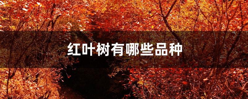 红叶树有哪些品种 红叶树有哪些品种