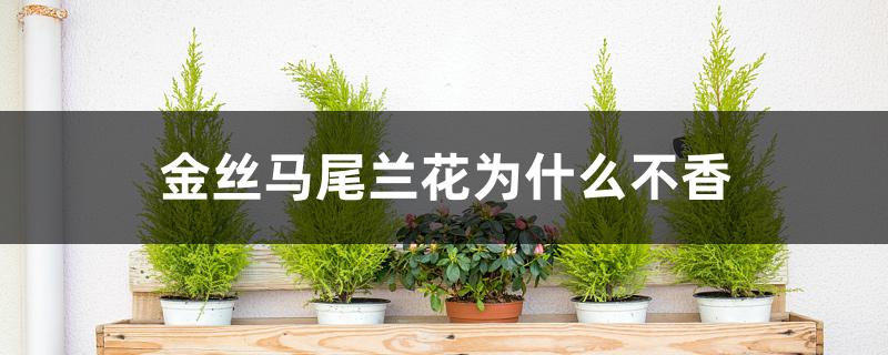 金丝马尾兰花为什么不香 金丝马尾兰花为什么不香