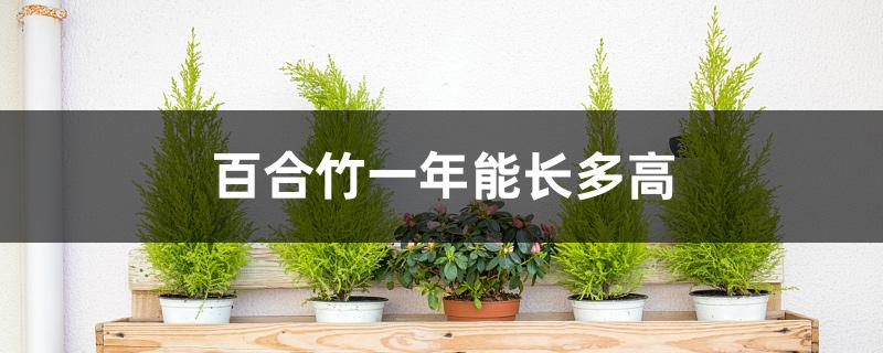百合竹一年能长多高 百合竹一年能长多高
