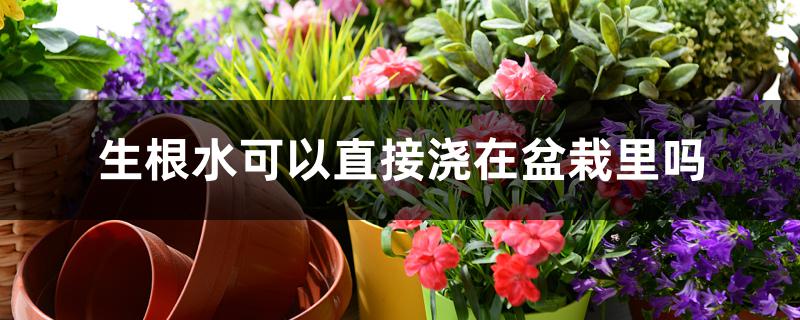 生根水可以直接浇在盆栽里吗 生根水可以直接浇在盆栽里吗