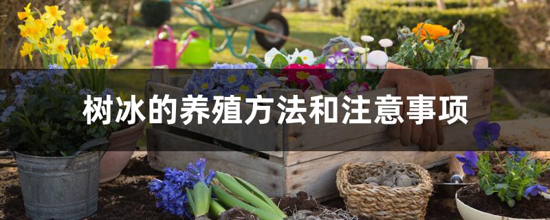 树冰的养殖方法和注意事项 树冰的养殖方法和注意事项