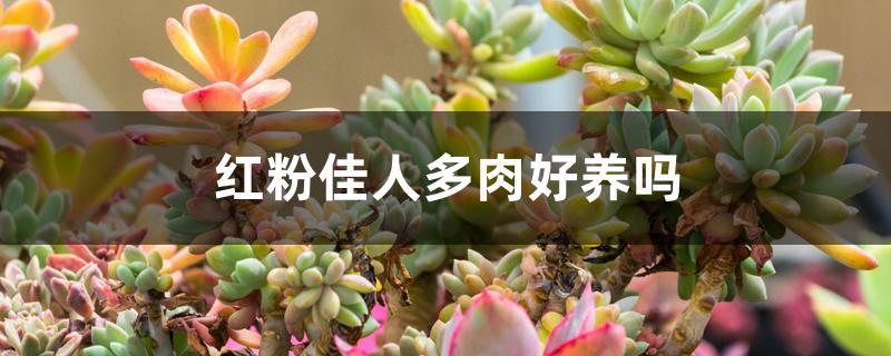 红粉佳人多肉好养吗 红粉佳人多肉好养吗