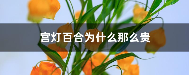 宫灯百合为什么那么贵 宫灯百合为什么那么贵