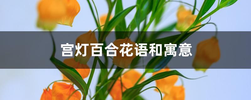 宫灯百合花语和寓意 宫灯百合花语和寓意