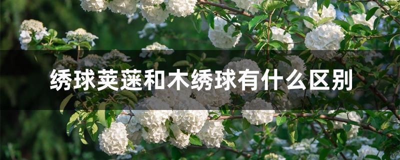 绣球荚蒾和木绣球有什么区别 绣球荚蒾和木绣球有什么区别