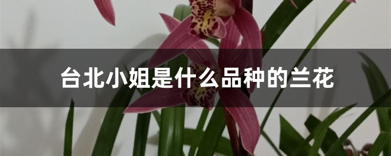 台北小姐是什么品种的兰花 台北小姐是什么品种的兰花