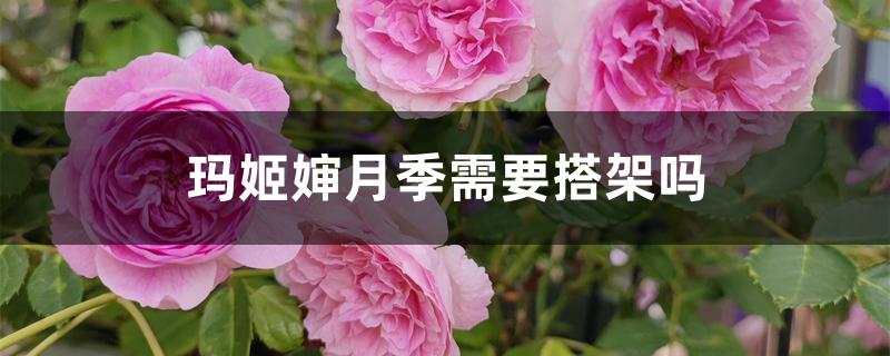 玛姬婶月季需要搭架吗 玛姬婶月季需要搭架吗