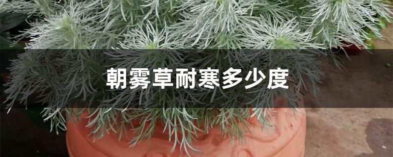 朝雾草耐寒多少度 朝雾草耐寒多少度